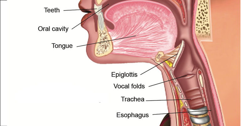 The Epi-what? The Epiglottis. - BAST - Be A Singing Teacher
