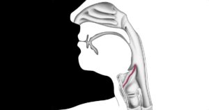 What is the epiglottis