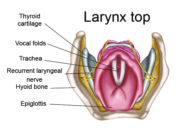 Larynx from the top