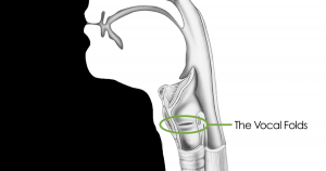 Vocal folds or vocal cords