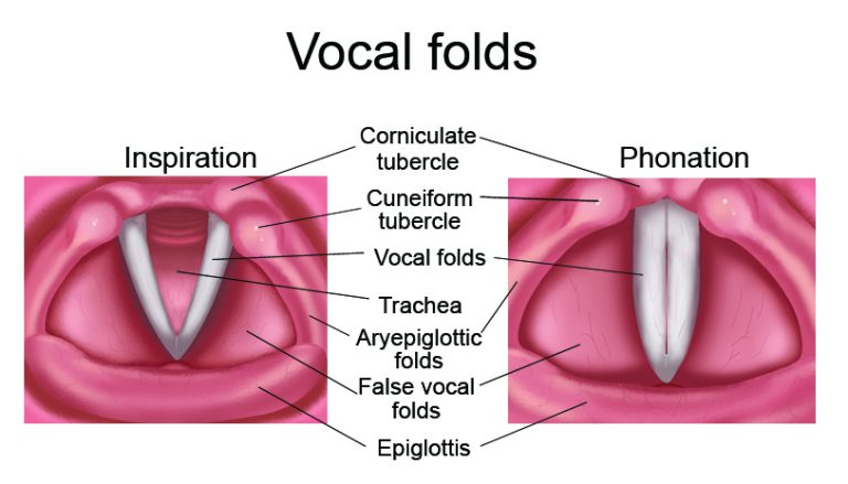 filemorph vocal filemorph vocal