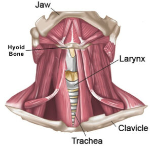 Hyoid bone 1