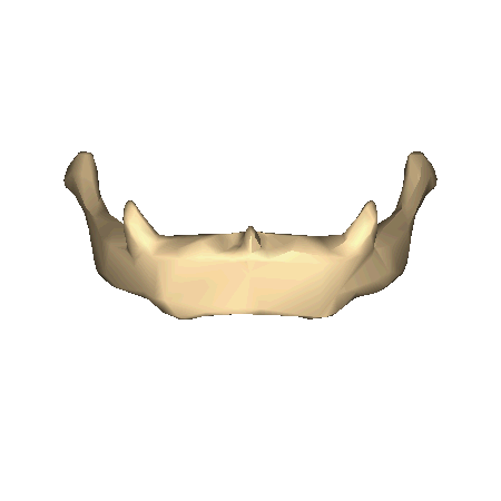 Hyoid bone image