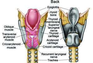 Laryngeal anatomy - back