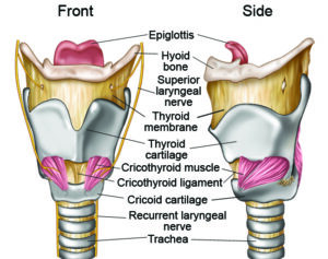 Laryngeal anatomy