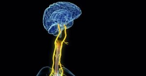 Laryngeal nerves