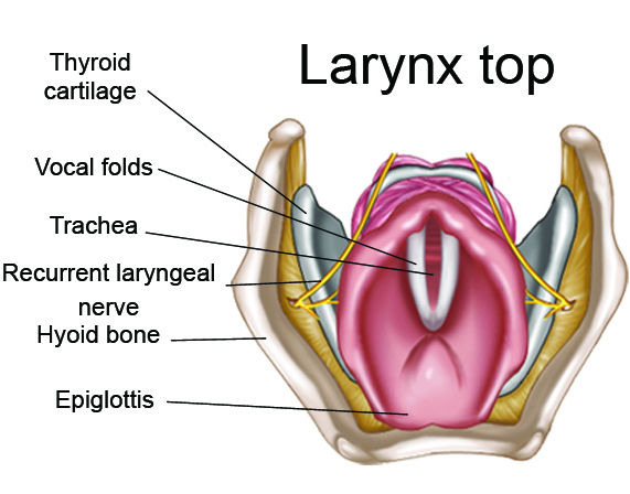 Larynx top