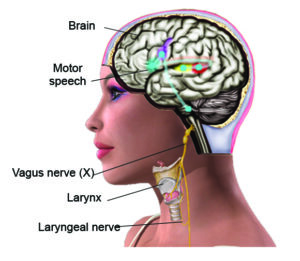 The brain and nerves